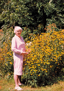 Yellow Coneflower